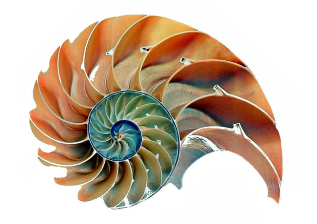 Snail Shell Section